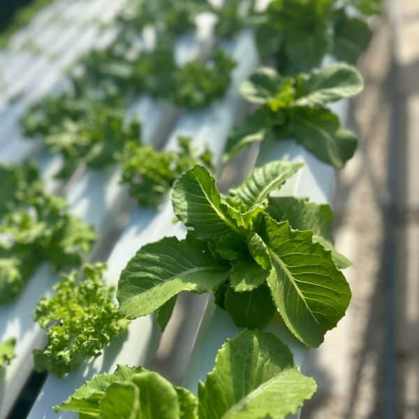 TCI Horti (2)