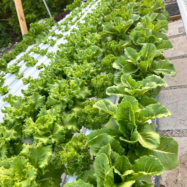 TCI Horti (3)