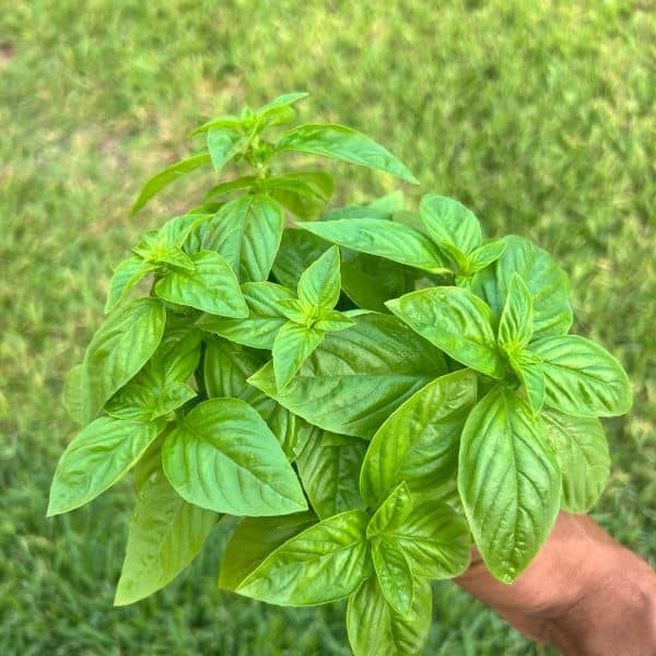 TCI Horti (4)